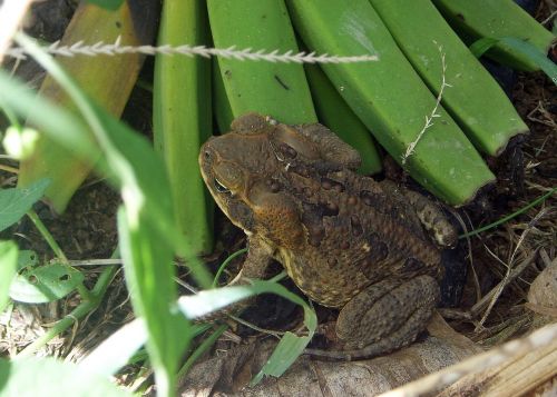 toad frog australia