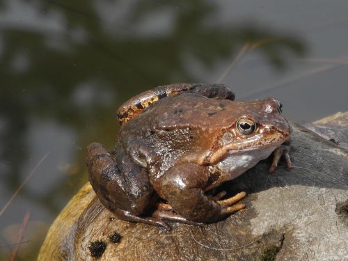 toad stone close