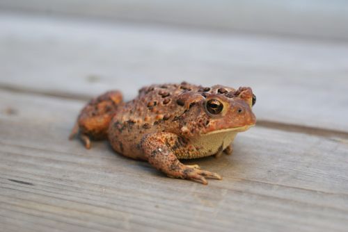 toad nature wild