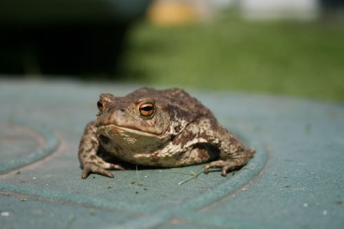 toad amphibian frog