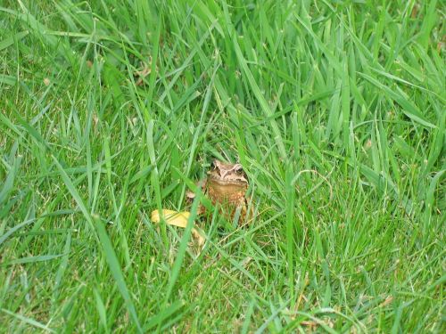 toad frog grass