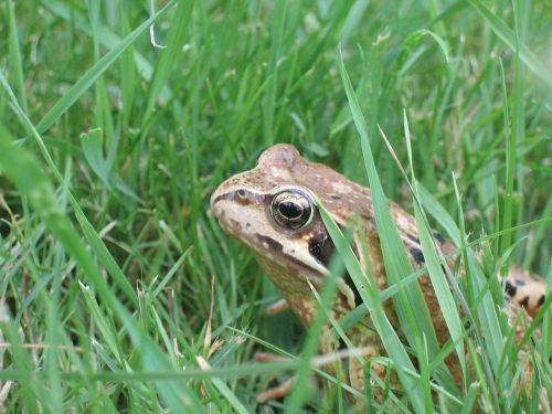 toad frog grass