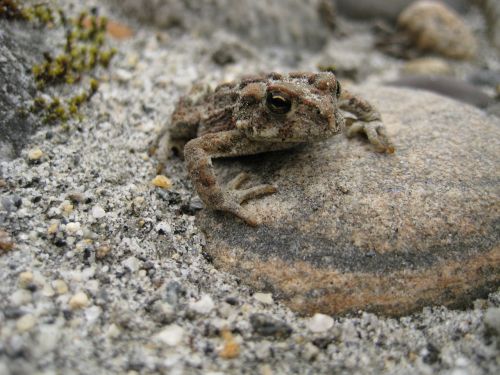 toad frog amphibian