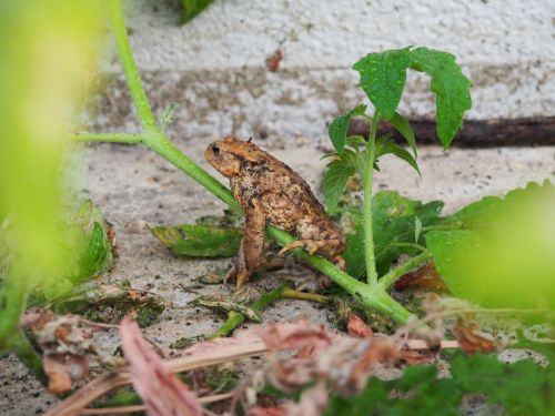 toad frog nature