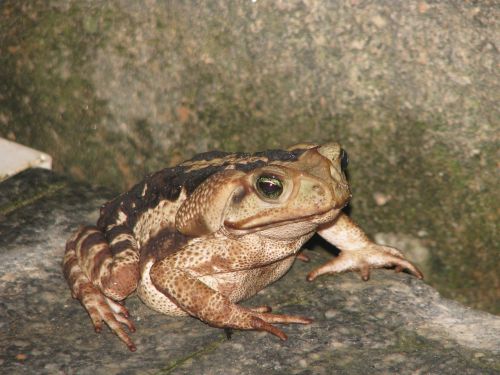toad frog garden
