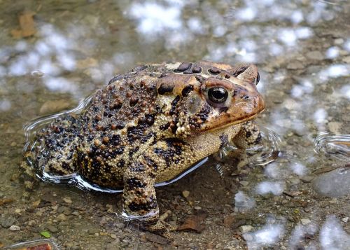 toad brown speckled