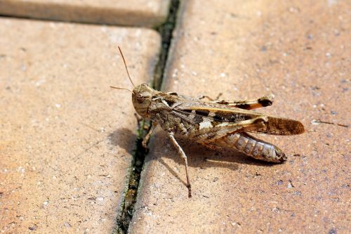 toad the domain grasshopper invoice-grasshopper insects