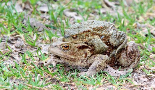 toads  nature  animal