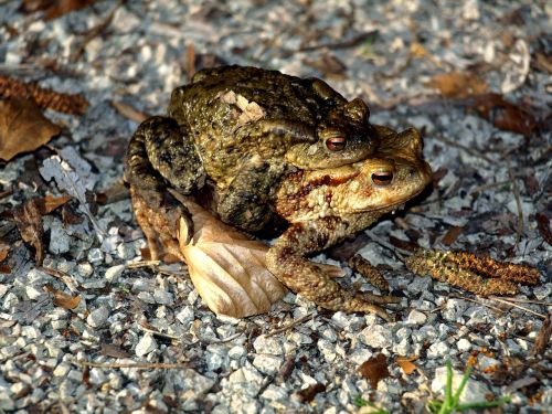 toads amphibians water