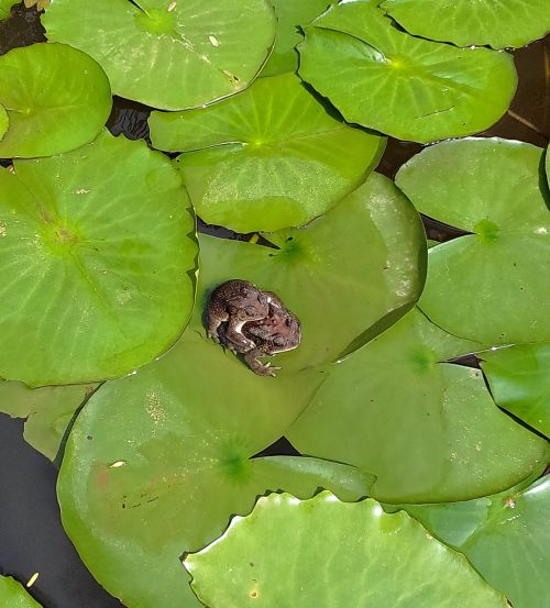 toads amphibian copulation