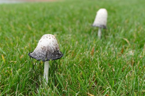 toadstool mushroom grass