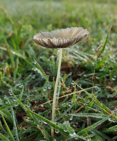 toadstool fungi fungus