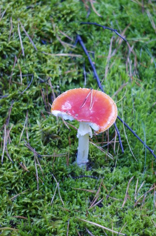 toadstool mushrooms forest
