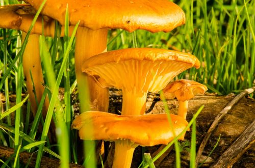 toadstool mushroom nature