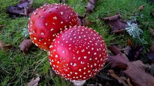 toadstool nature red