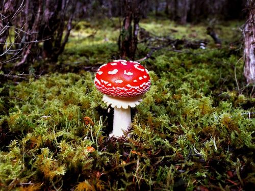 toadstool forest wild