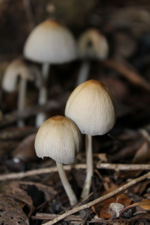 toadstool toadstools mushroom