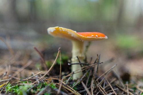 toadstool mushroom nature
