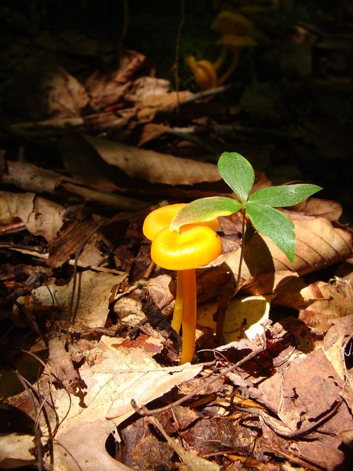 toadstool  mushroom  forest