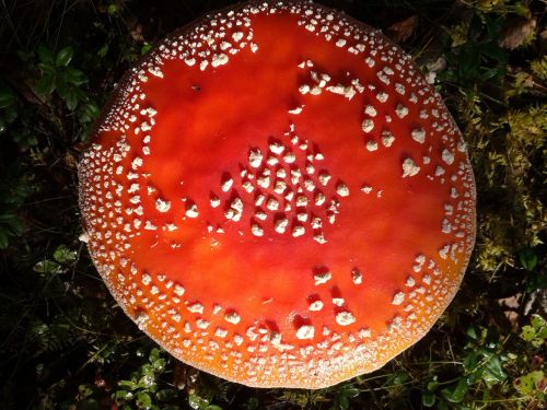 toadstool nature mushroom