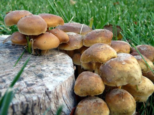 toadstool-mushroom mushrooms tree stump