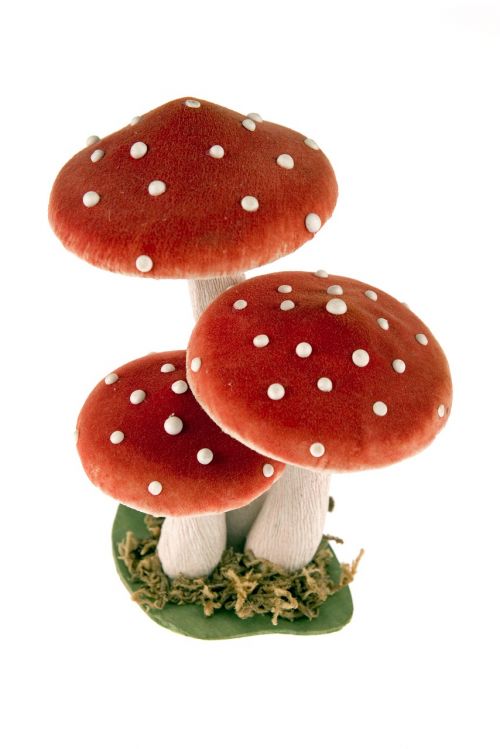 toadstools mushrooms a few