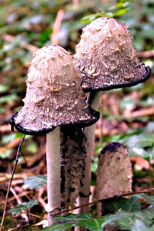 toadstools fungi mushroom