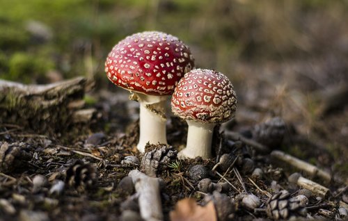toadstools  mushrooms  forest
