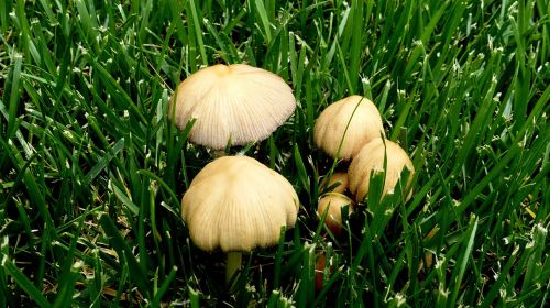 toadstools mushroom lawn