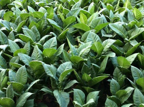 tobacco leaves green