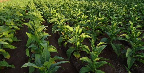 tobacco nicotiana tabacum leaves