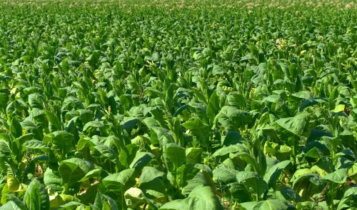 tobacco field tobacco plantation