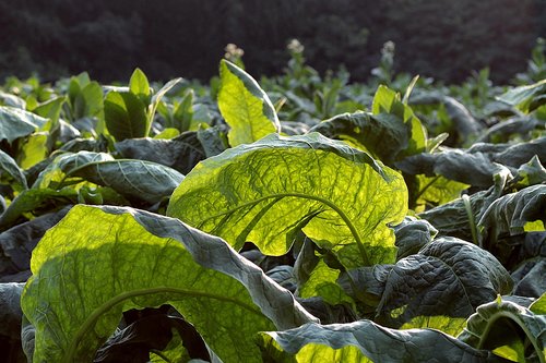 tobacco  broadleaf  green