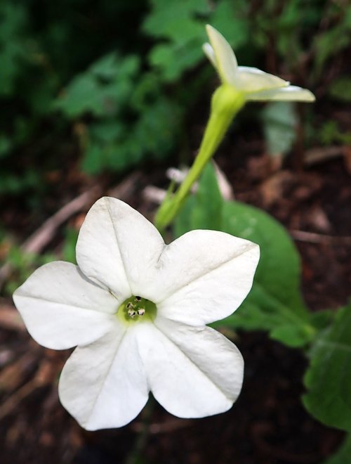 tobacco  white  flower