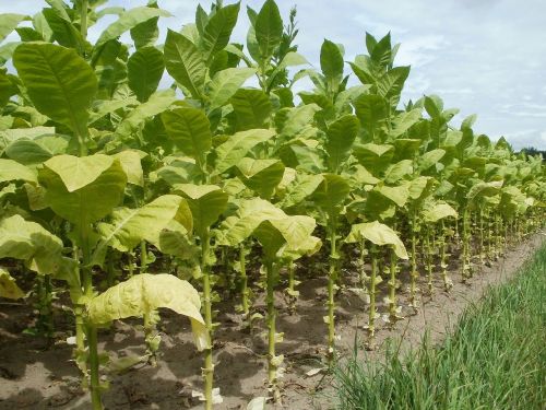 tobacco field leaves