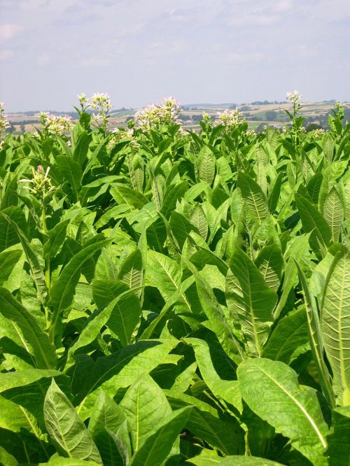 tobacco arable farming crop