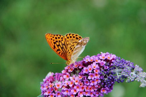 tobacco from spain  butterfly  flower