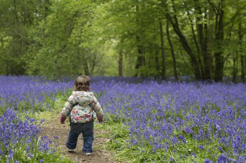toddler bluebells spring