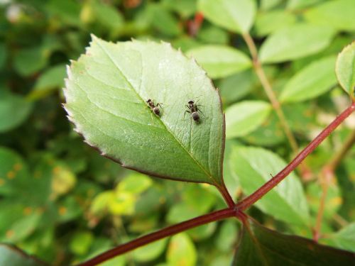 together insects ants