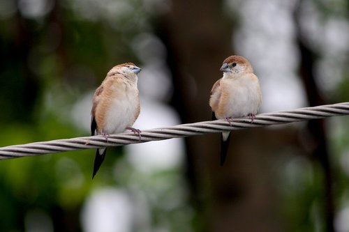 together  love  birds