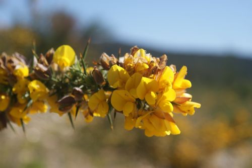 tojo alecrín flower