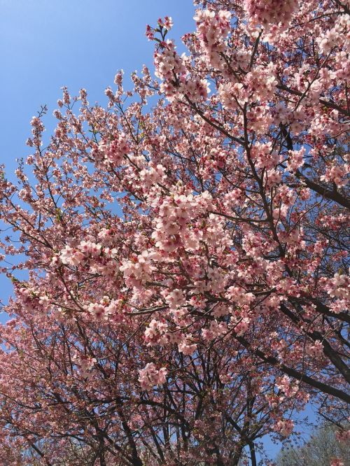 tokyo spring cherry