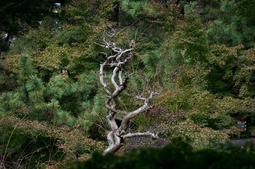 tokyo  park  tree