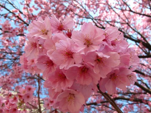 tokyo sakura japan