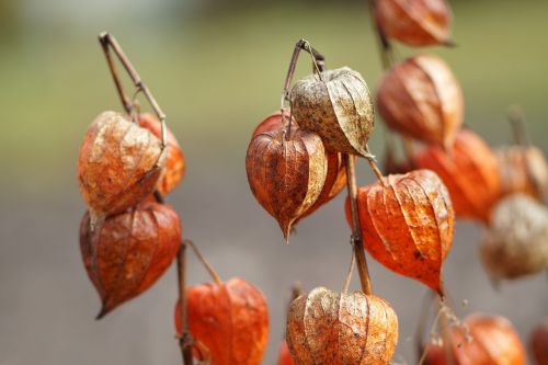 tomatillo autumn lantern