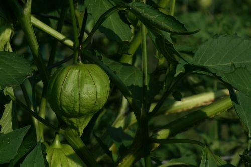 tomatillo garden mexican