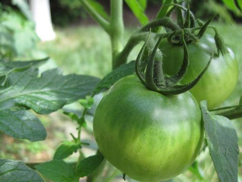 tomato green tomatoes
