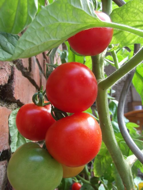 tomato plant vegetables