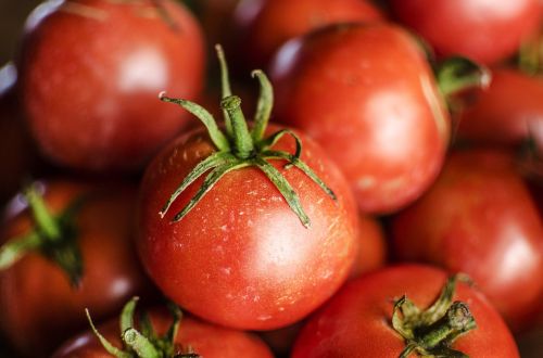 tomato tomatoes vine