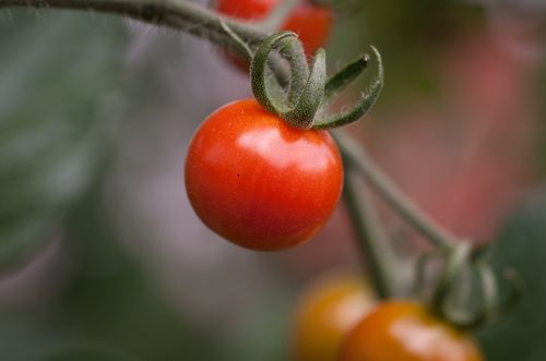 tomato panicle tomato red
